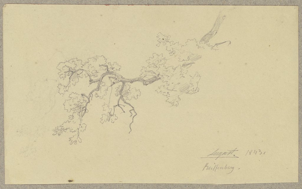 Ast eines Baumes bei Reifenberg, Carl Theodor Reiffenstein