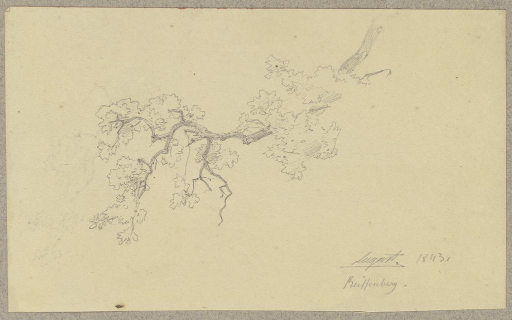 Ast eines Baumes bei Reifenberg, Carl Theodor Reiffenstein