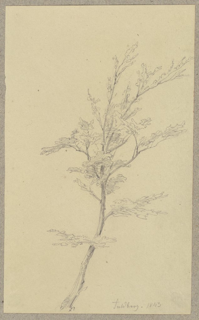 Baum am Feldberg, Carl Theodor Reiffenstein