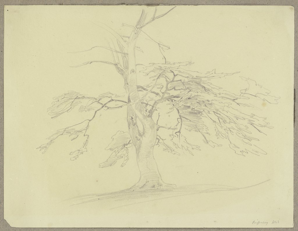 Baum mit abgestorbener Krone bei Reifenberg, Carl Theodor Reiffenstein