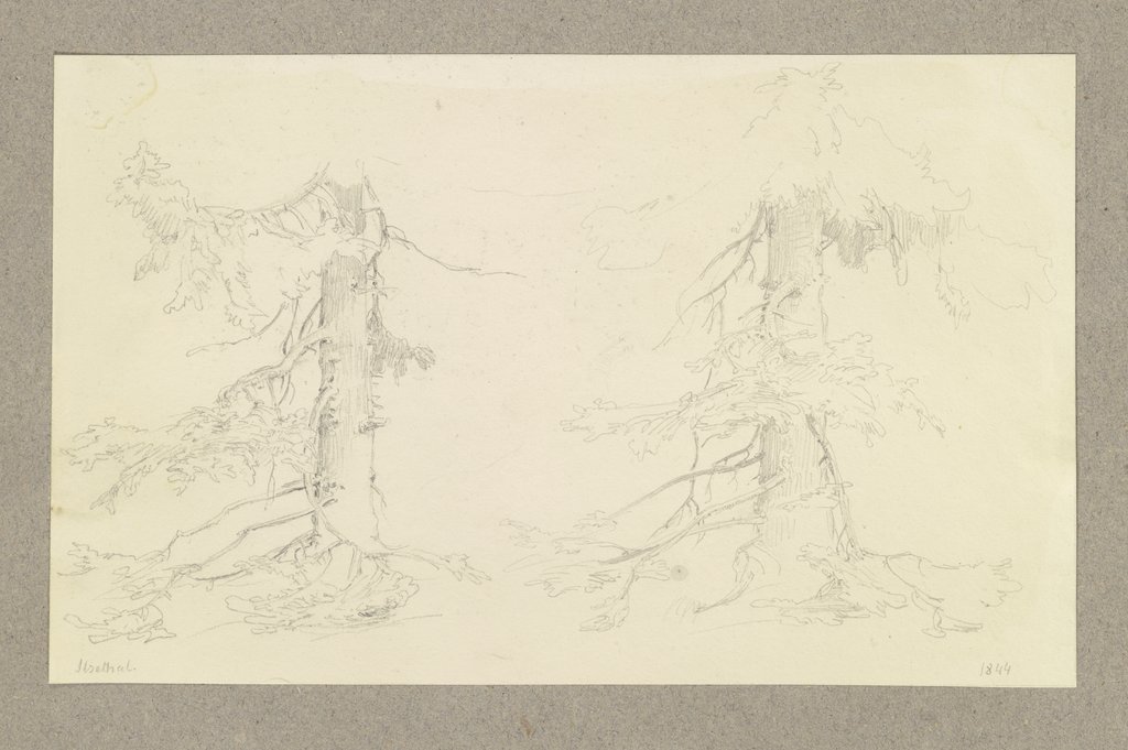 Two coniferous trees in the Isle valley, Carl Theodor Reiffenstein