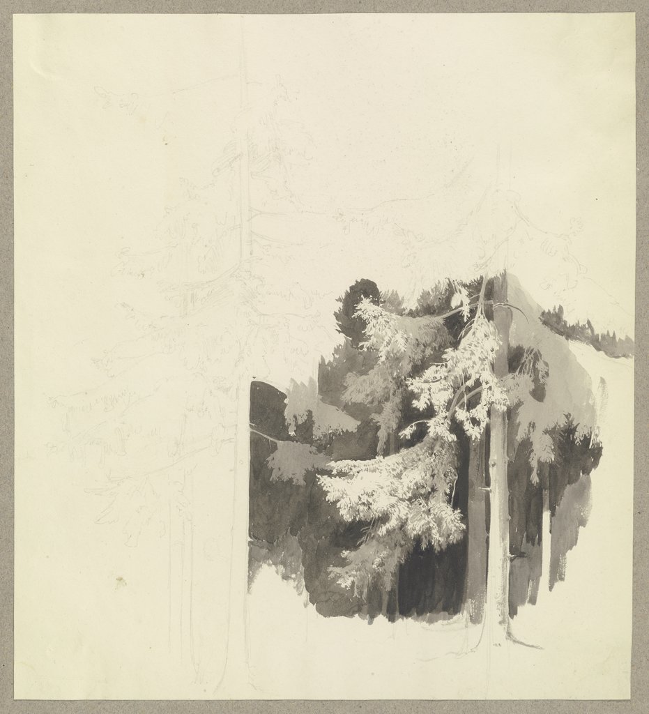 Thick conifer forest, Carl Theodor Reiffenstein