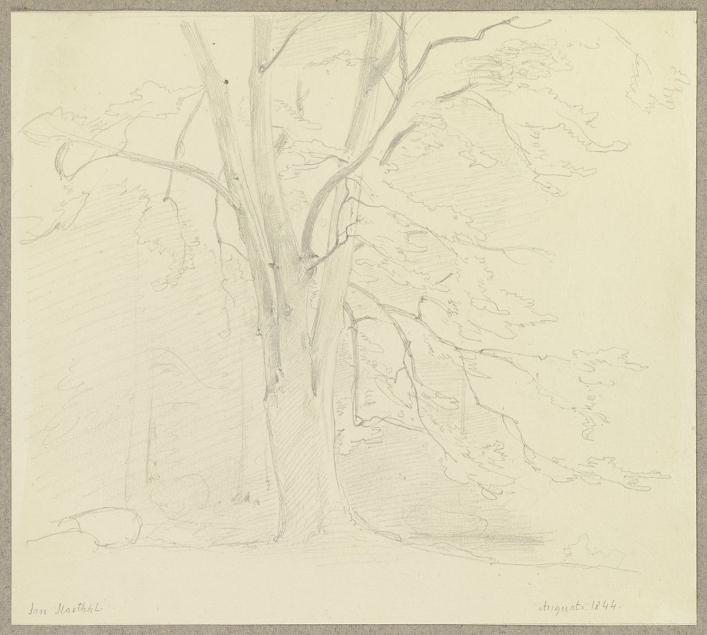Baum im Ilsetal im Harz, Carl Theodor Reiffenstein