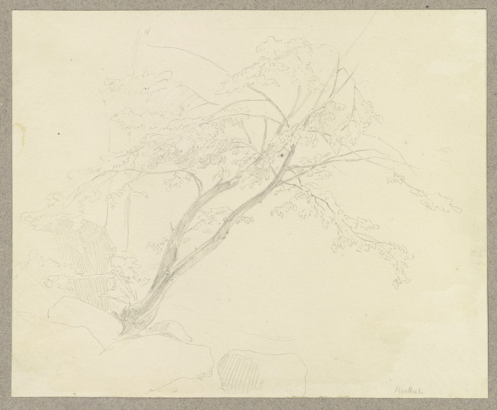 An einem Geröllhang wachsender Baum, Carl Theodor Reiffenstein