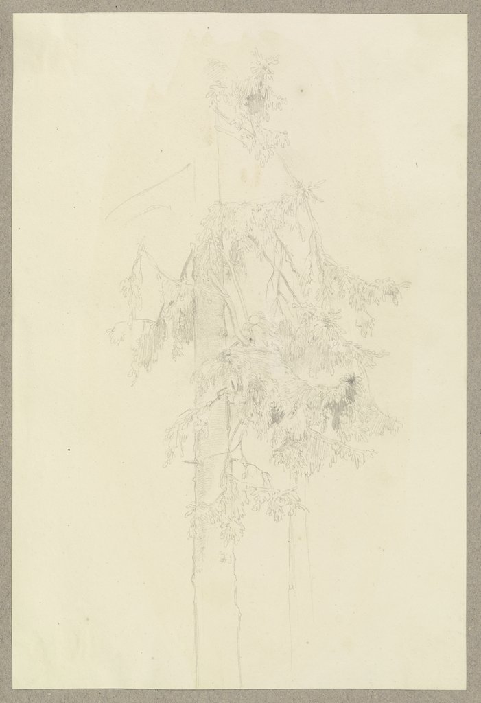 Zwei Nadelbäume, Carl Theodor Reiffenstein