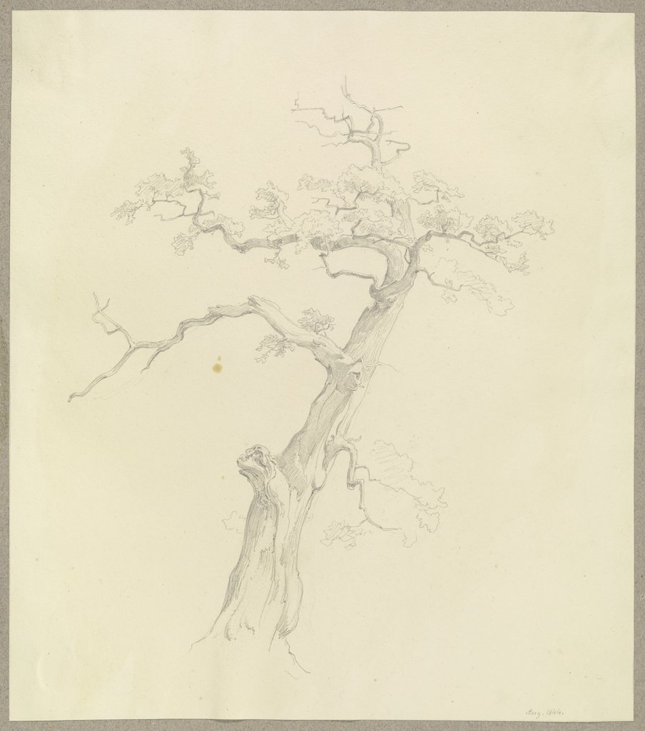 Nahezu abgestorbener Baum, Carl Theodor Reiffenstein