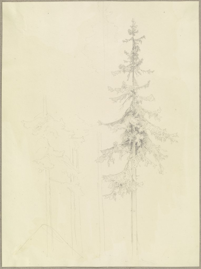 Conifers, Carl Theodor Reiffenstein