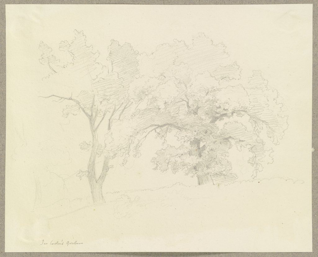 Zwei in einem Garten stehende Bäume, Carl Theodor Reiffenstein