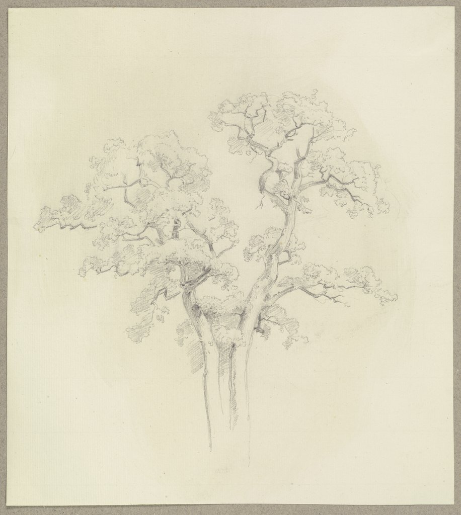 Two tree tops, Carl Theodor Reiffenstein