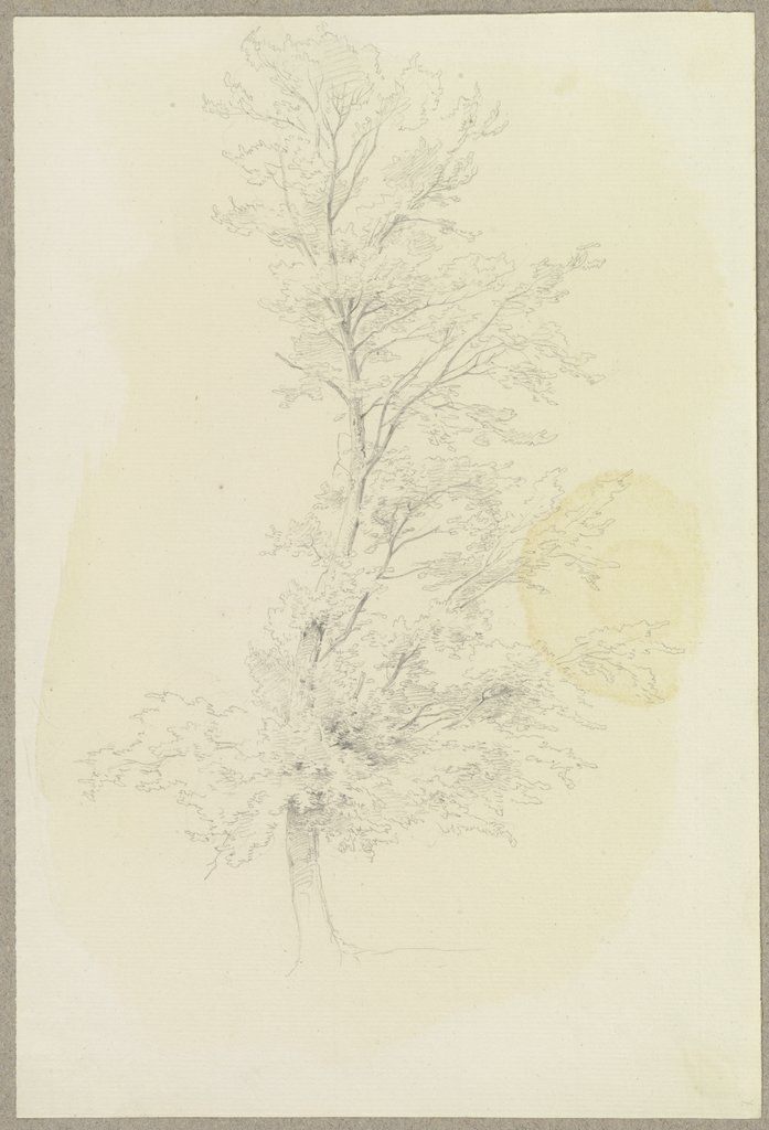 In einer S-Linie gewachsener Baum, Carl Theodor Reiffenstein