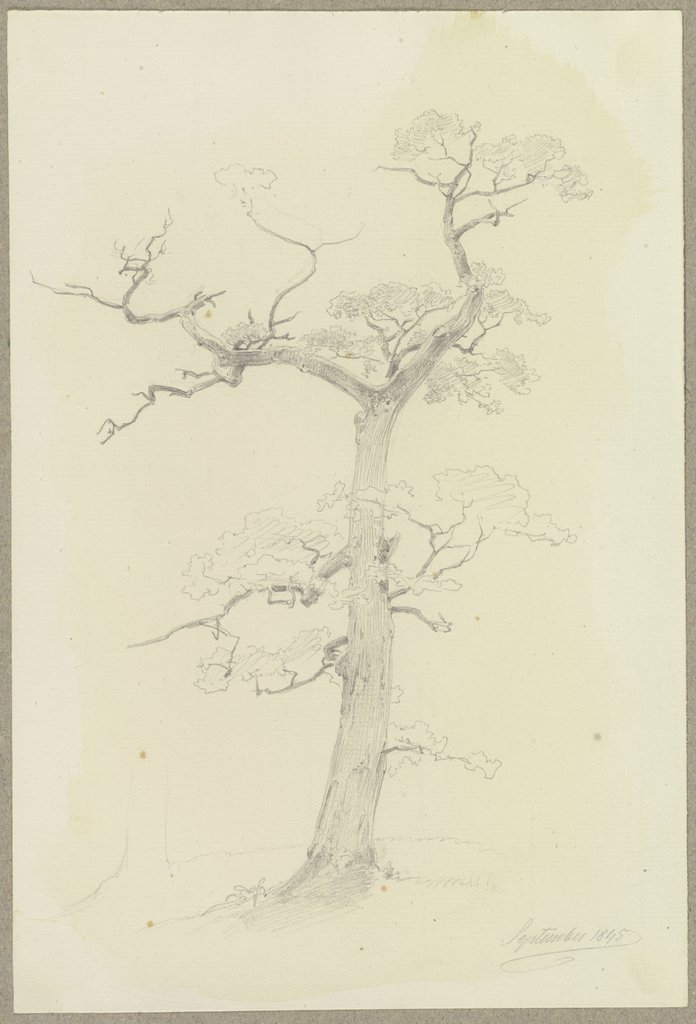 Ein großenteils abgestorbener Baum, Carl Theodor Reiffenstein
