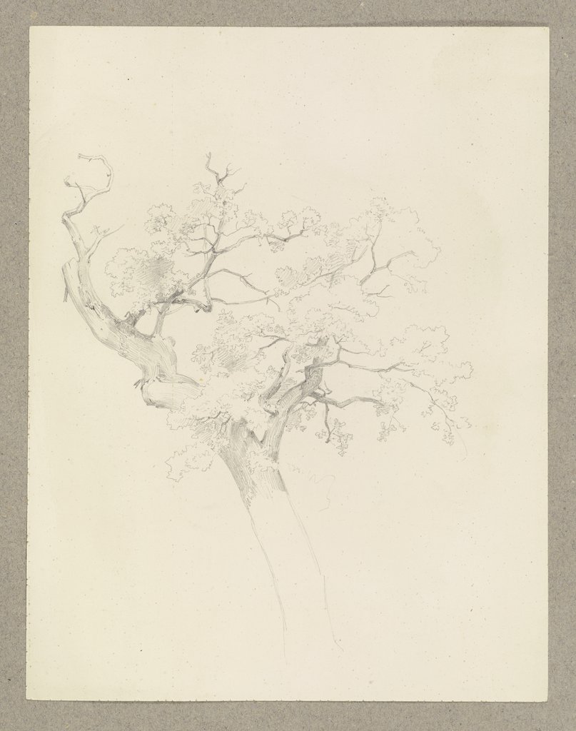 Ein Baum, Carl Theodor Reiffenstein