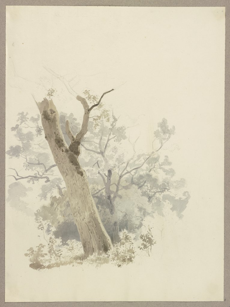 Waldpartie, im Vordergrund ein schief gewachsener Baum, Carl Theodor Reiffenstein