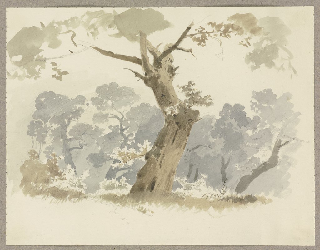 Waldpartie, im Vordergrund ein krumm gewachsener Baum, Carl Theodor Reiffenstein
