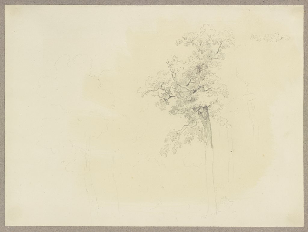 Baumkrone, Carl Theodor Reiffenstein