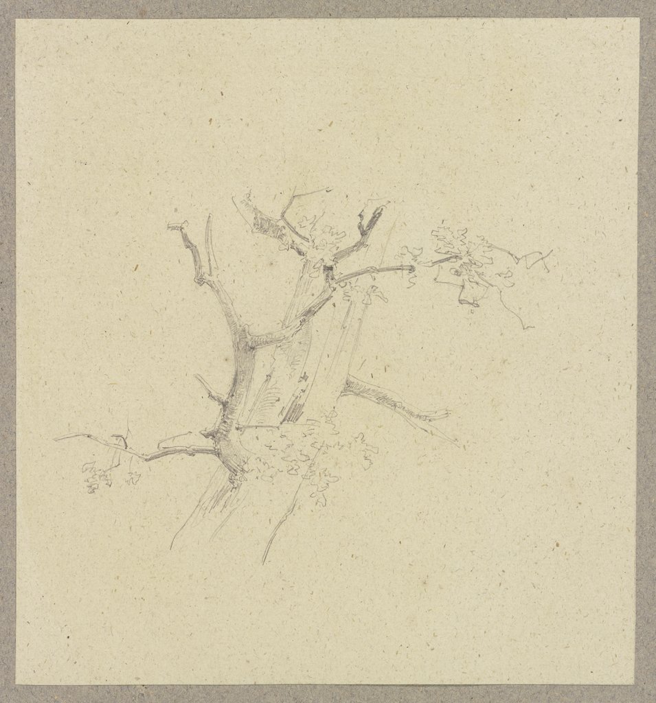 Detail of a tree, Carl Theodor Reiffenstein