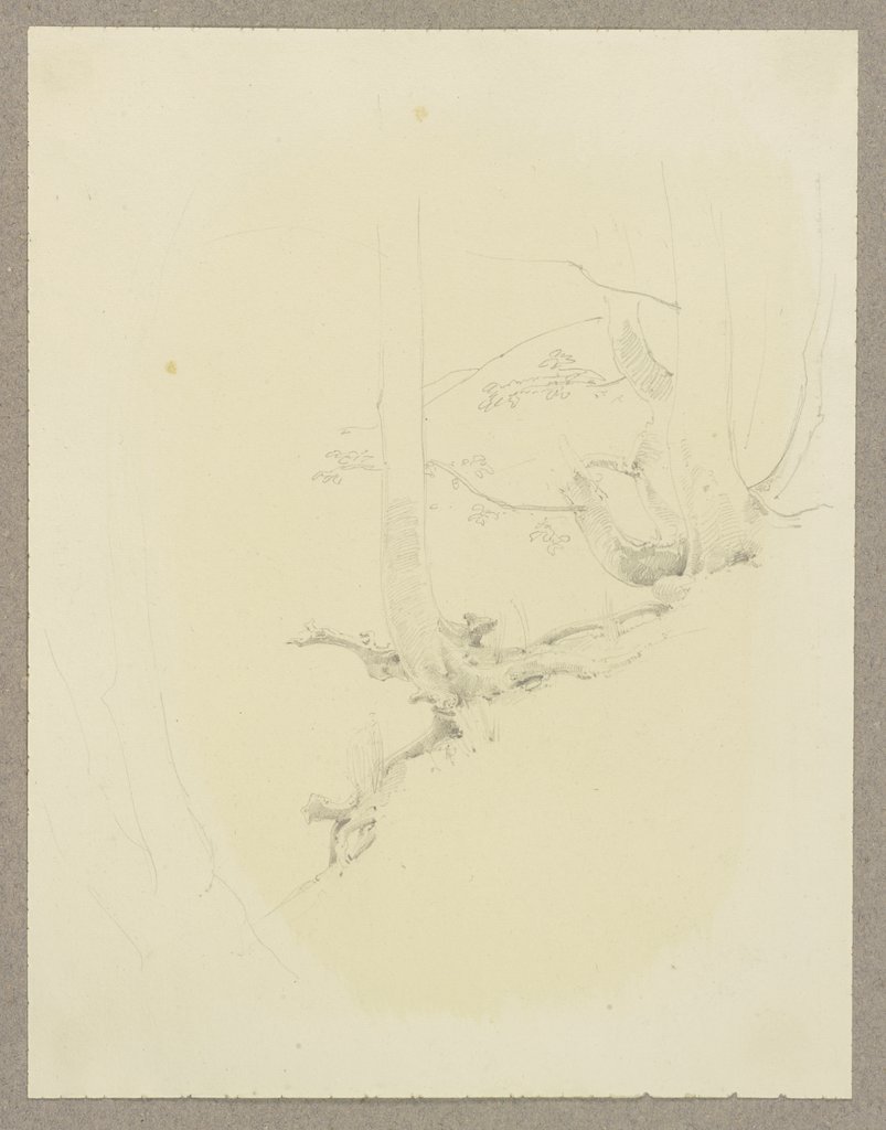 Wurzelwerk, Carl Theodor Reiffenstein