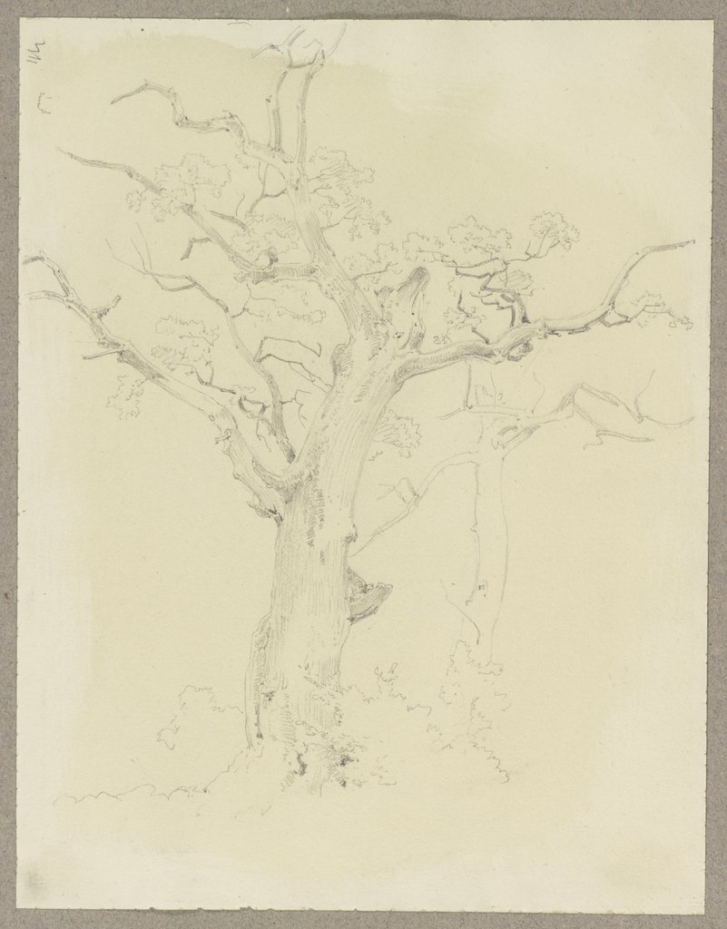 Tree, Carl Theodor Reiffenstein
