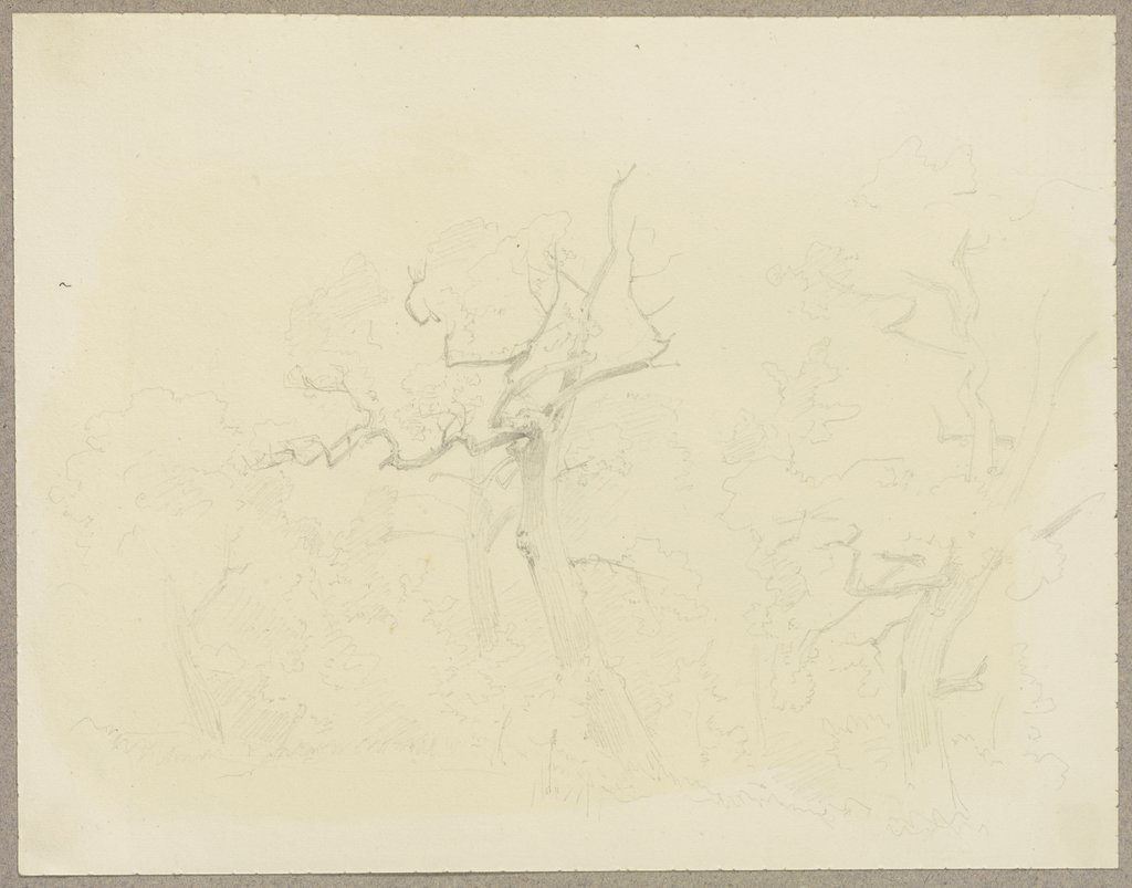 Trees, Carl Theodor Reiffenstein