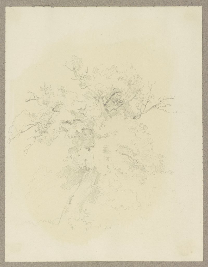 Baum, Carl Theodor Reiffenstein