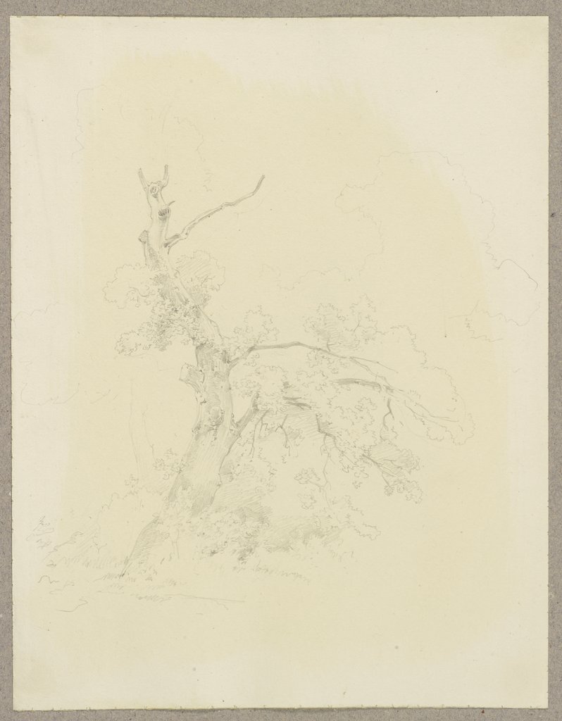 Baum, Carl Theodor Reiffenstein