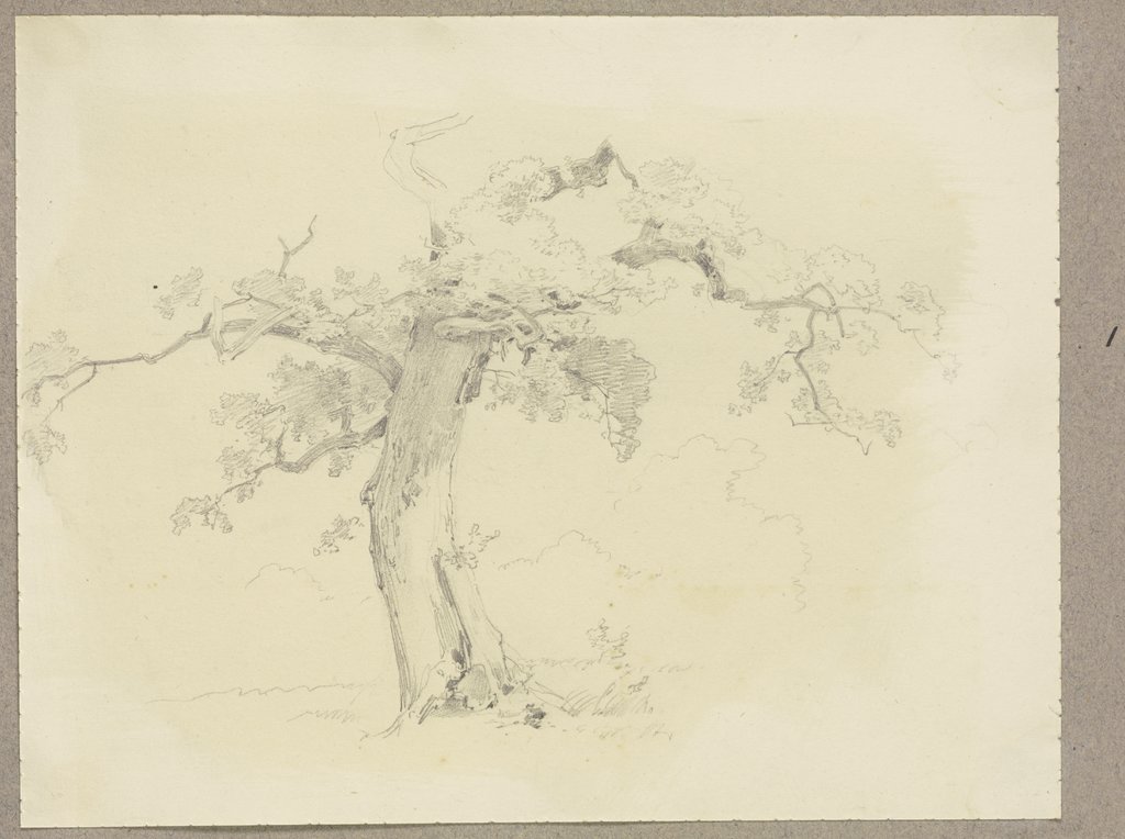 Baum, Carl Theodor Reiffenstein