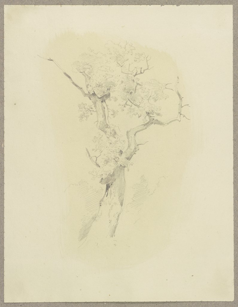 Baumkrone, Carl Theodor Reiffenstein