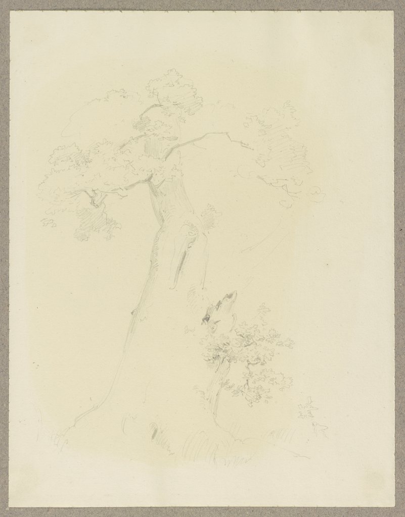 Tree, Carl Theodor Reiffenstein