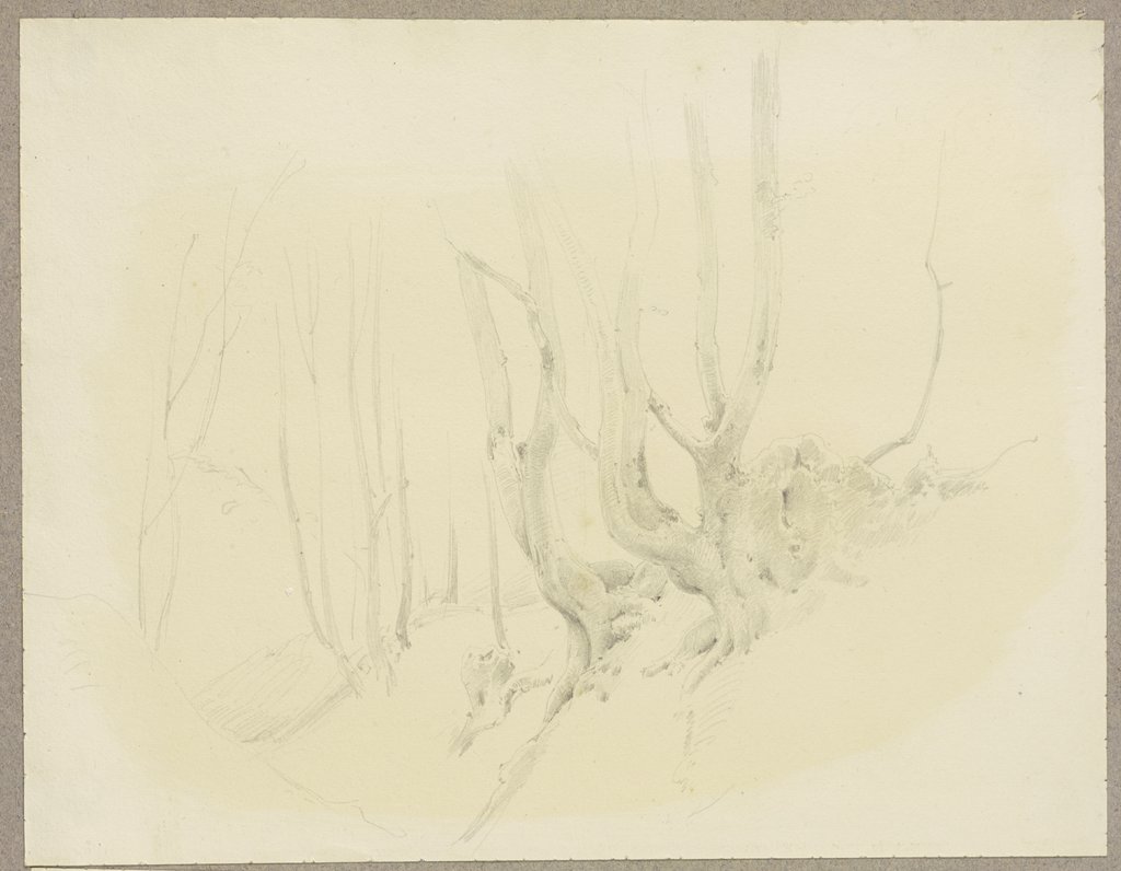 Freiliegendes Wurzelwerk am Hang wachsender Bäume, Carl Theodor Reiffenstein