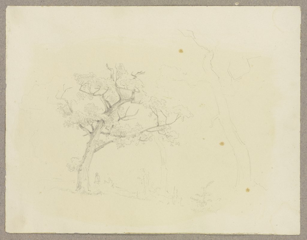 Baum auf einer Wiese, Carl Theodor Reiffenstein