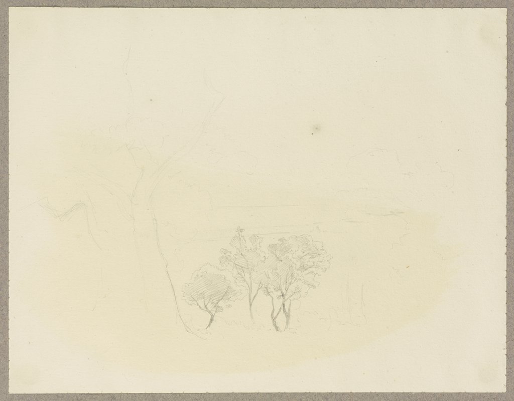 Group of young trees, Carl Theodor Reiffenstein