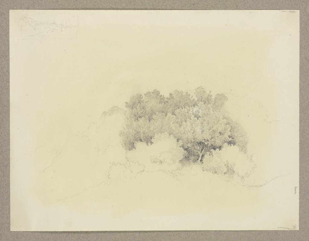 Forest section, Carl Theodor Reiffenstein