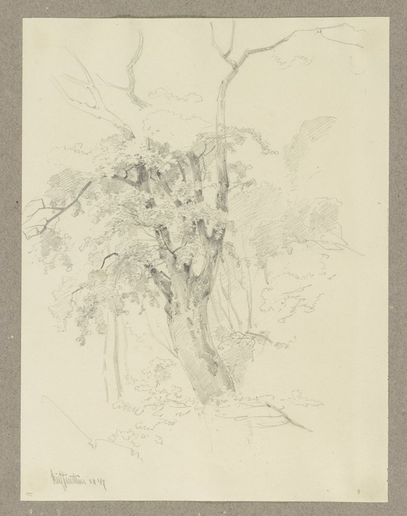 Tree, Carl Theodor Reiffenstein