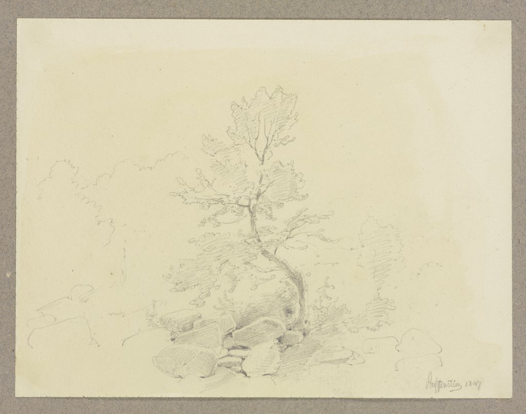 Junger Baum, aus einem Steinhaufen hervorwachsend, Carl Theodor Reiffenstein