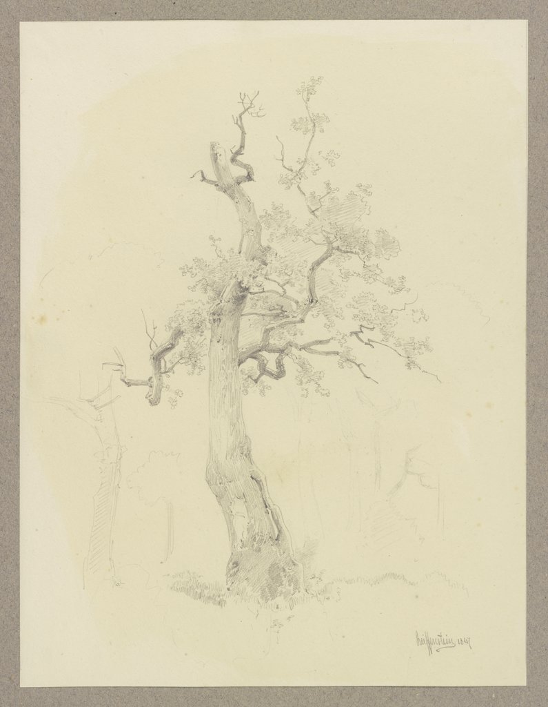 Tree with leafless treetop, Carl Theodor Reiffenstein