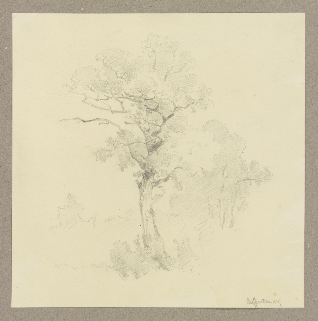 Tree, Carl Theodor Reiffenstein