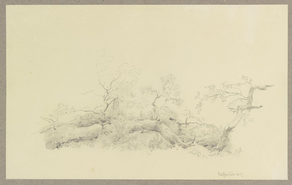 Zu Boden gefallener Hauptast eines Baumes, Carl Theodor Reiffenstein