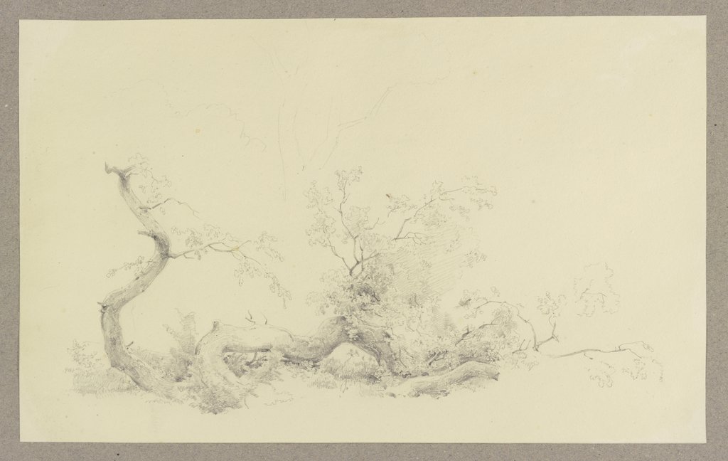 Zu Boden gefallener Hauptast eines Baumes, Carl Theodor Reiffenstein