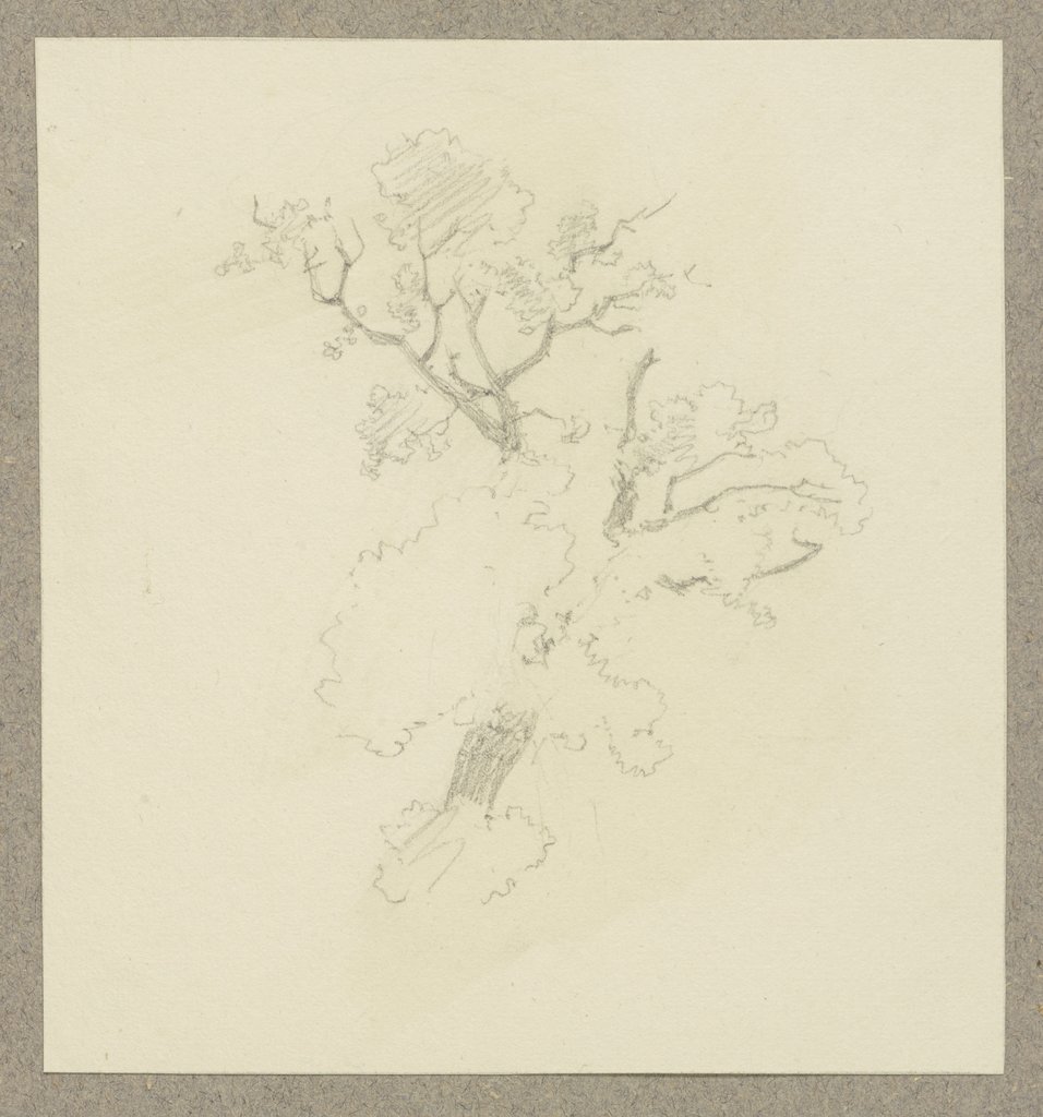 Treetop, Carl Theodor Reiffenstein