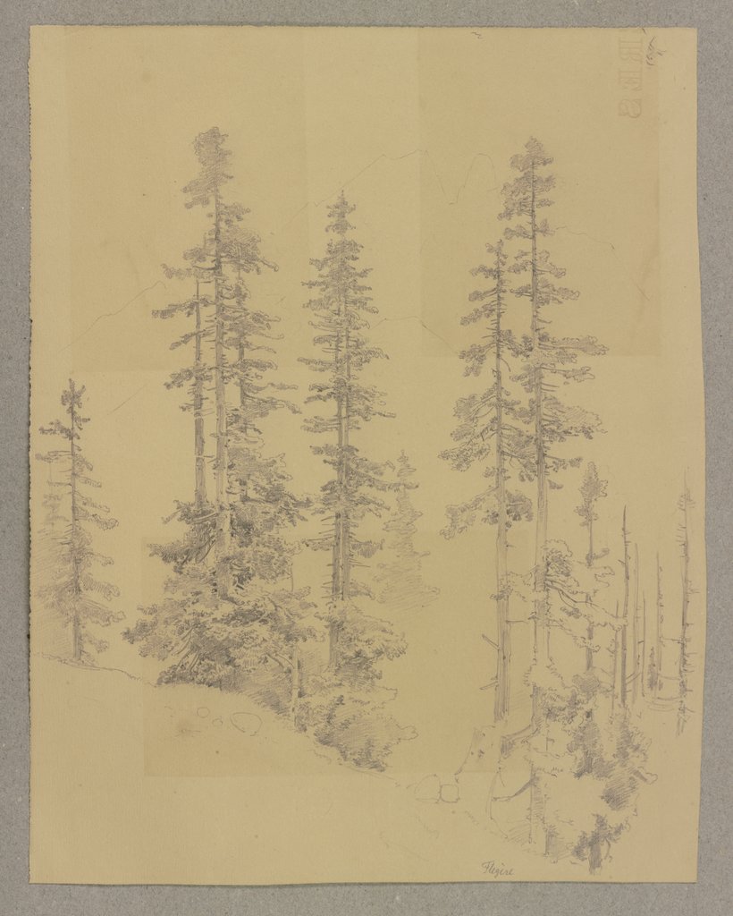 Conifers, Carl Theodor Reiffenstein
