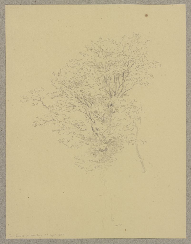 Tree near Castle Guttenberg, Carl Theodor Reiffenstein