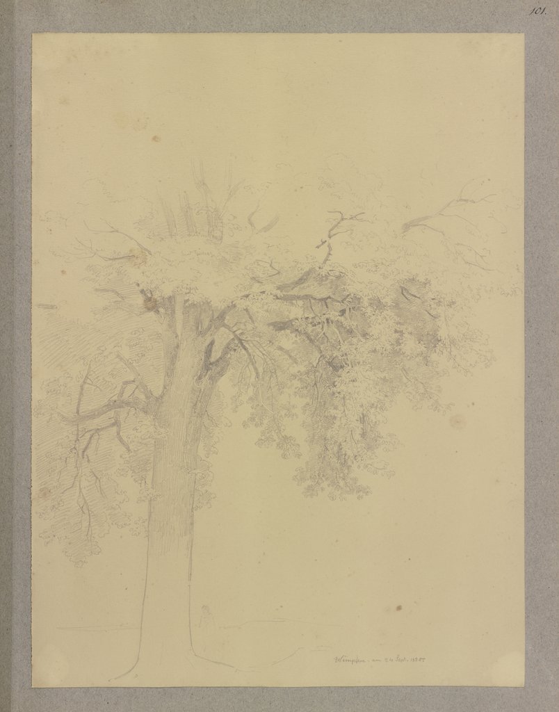 Baum in Untersicht, Carl Theodor Reiffenstein