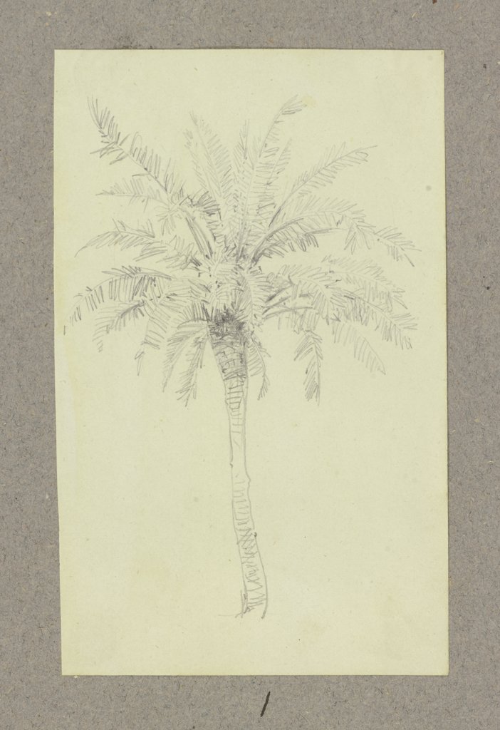 A palm tree, Carl Theodor Reiffenstein