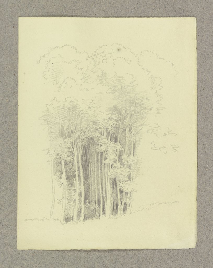 Thicket, Carl Theodor Reiffenstein