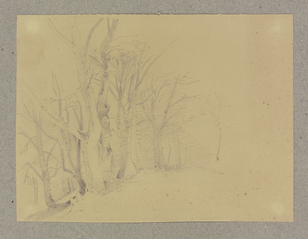 Forest section, Carl Theodor Reiffenstein