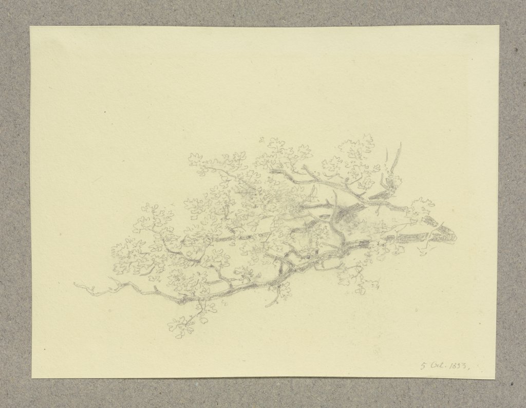 Hauptast eines Baumes, Carl Theodor Reiffenstein