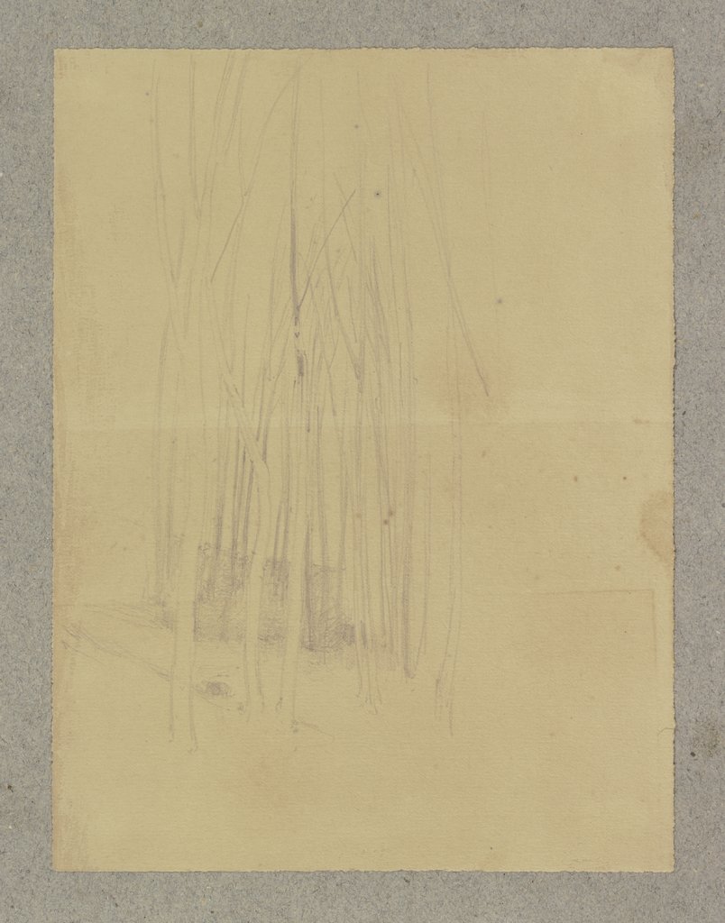 Waldpartie mit jungen schlanken Bäumen, Carl Theodor Reiffenstein
