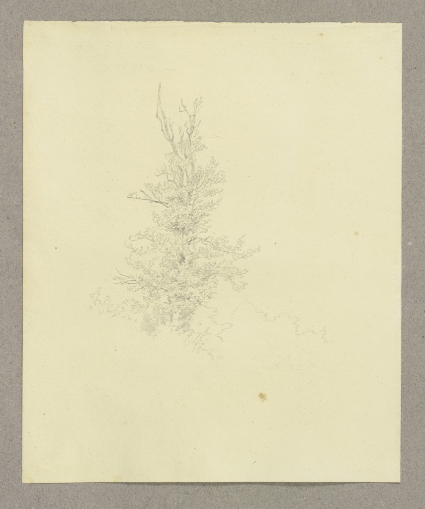 Baum, Carl Theodor Reiffenstein