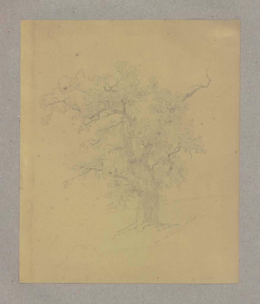 Old tree, Carl Theodor Reiffenstein