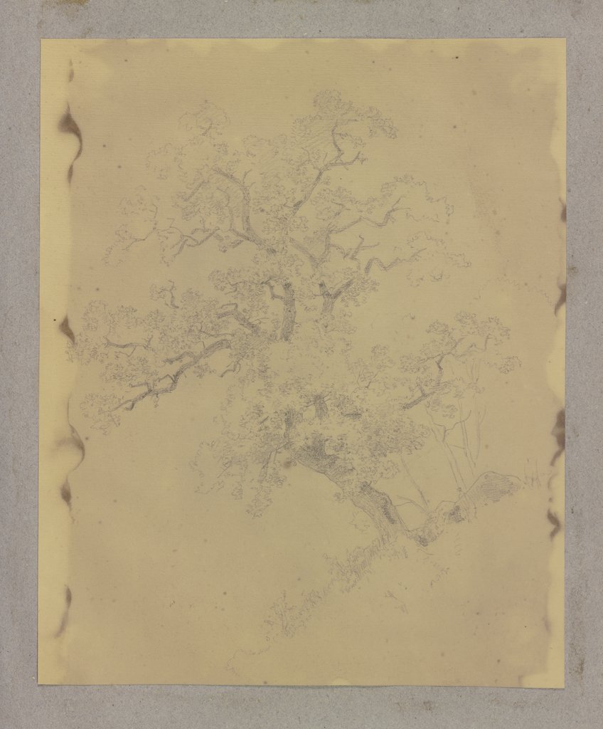 Baum an einem Hang, Carl Theodor Reiffenstein